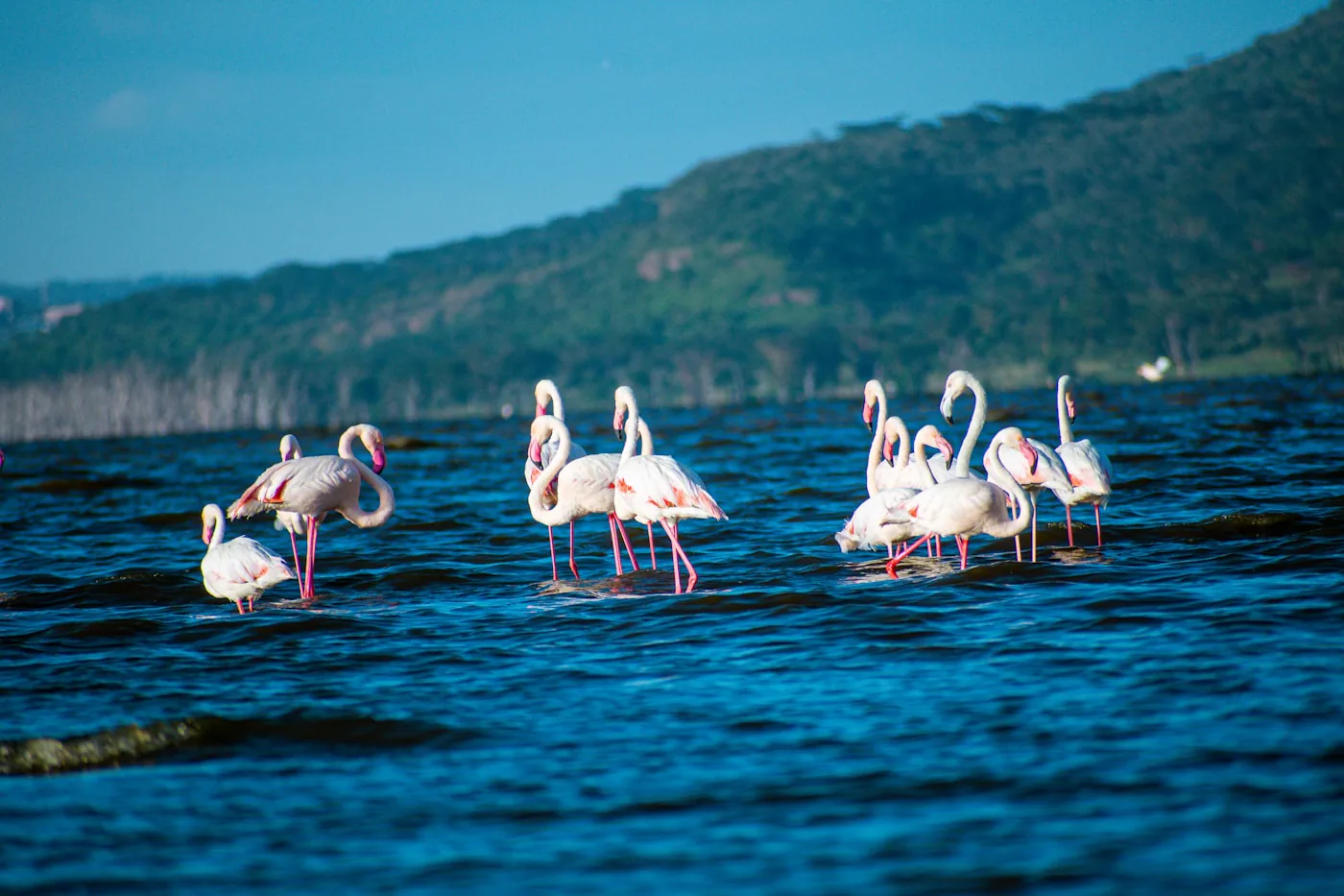 Pink flamingos at Lake Nakuru